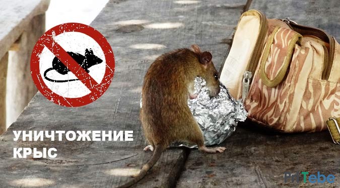 Дезинфекция от крыс в Воронеже и области.